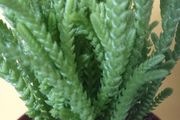 plants