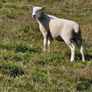 Hoggets Image 3