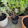 Plant Image 3