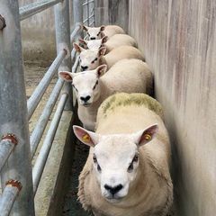 Pedigree ram lamb