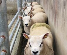 Pedigree ram lamb
