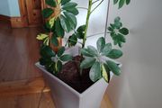 Schefflera Plant