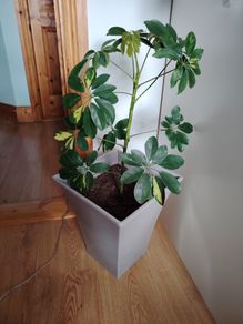Schefflera Plant