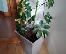 Schefflera Plant