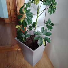 Schefflera Plant