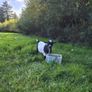 Pygmy goats Image 6