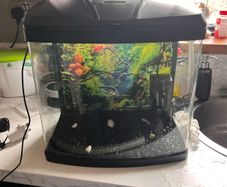 Fish tank