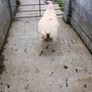 Purebred Beltex ram lamb Image 4