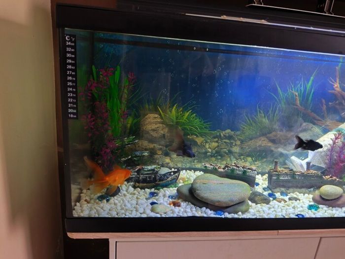 Fish tank