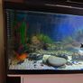 Fish tank Image 3