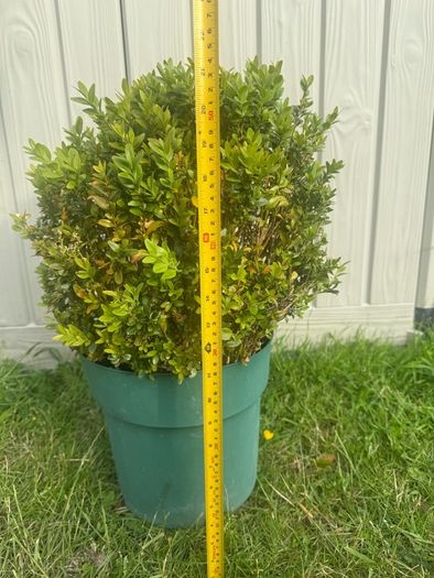 plant