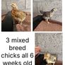 Chicks Image 4