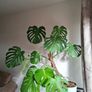 Monstera Deliciosa plant Image 4