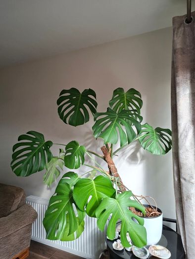 Monstera Deliciosa plant