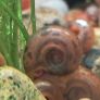 aquarium ramshorn snails (fresh water) Image 5