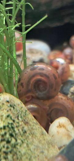 aquarium ramshorn snails (freshwater)