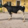 Fr Calves Image 3