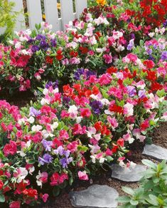 (S) Sweet Pea Dwarf Bijou Mix seeds 1.5G (18s) (415069)