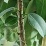 High Ficus rubber Plant Image 7