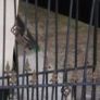 gates Image 3