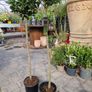 Bay tree Image 6