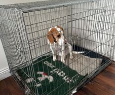 free foldable dog crate