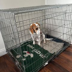 free foldable dog crate