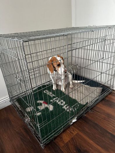 free foldable dog crate