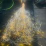fiber optic lights Image 2