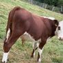 40 Hereford Bulls Image 2