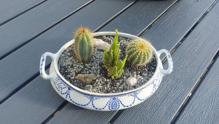 Fabulous Antique W. Adams Two-Handled Tureen with Cacti Garden - A Fabulous Unique and Decorative Item for Display Indoors