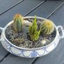 Fabulous Antique W. Adams Two-Handled Tureen with Cacti Garden - A Fabulous Unique and Decorative Item for Display Indoors Image 7