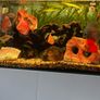 opti white aquarium Image 2