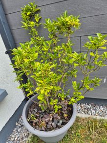 Garden  plants