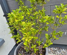 Garden  plants