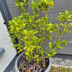 Garden  plants