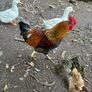 roosters Image 3