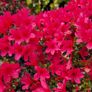Azalea Evergreen Plants Image 4