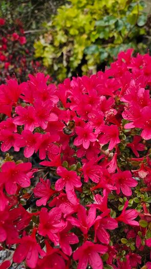 Azalea Evergreen Plants