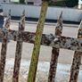 Old garden steel gate Image 4