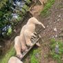 Purebred Registered Charolais Hogget Rams Image 2