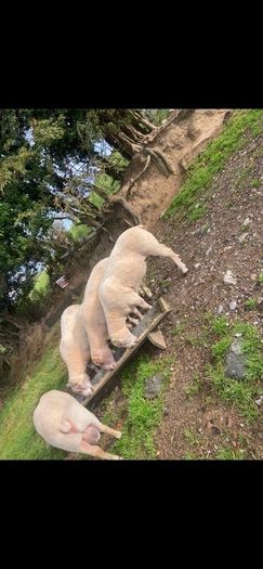 Purebred Registered Charolais Hogget Rams
