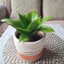 Beautiful Sansevieria Hahnii in decorative pot Image 8