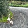 Breeding Pair of Geese Image 4