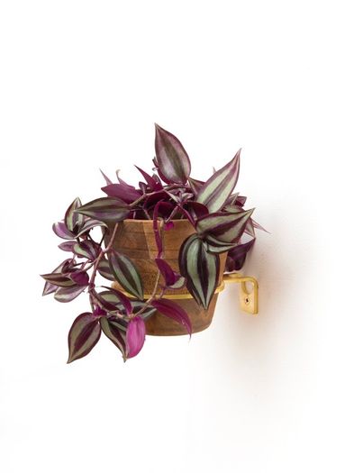 Brass Wall Plant Hanger - 2 different sizes Priced Individually
