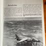 War  book: 'Battle for the Falklands (I3) Air Forces' Image 3
