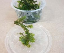 Aquaristc mosses