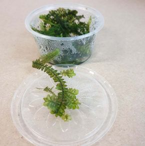 Aquaristc mosses