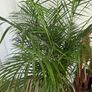 Kentia Image 2