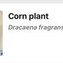 corn plant (dracaena fragrans) Image 2